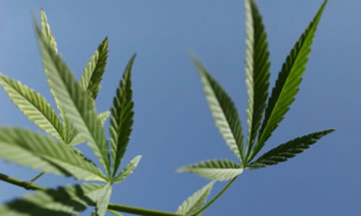 La tecnología podría ayudar a evitar moho y producir más con la misma planta. (Foto: Getty Images)