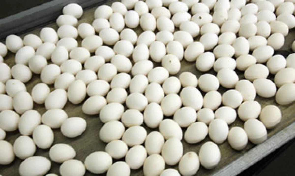 La UNA dice que trabaja en conjunto con el Gobierno para estabilizar los precios de los productos avícolas. (Foto: Getty Images)