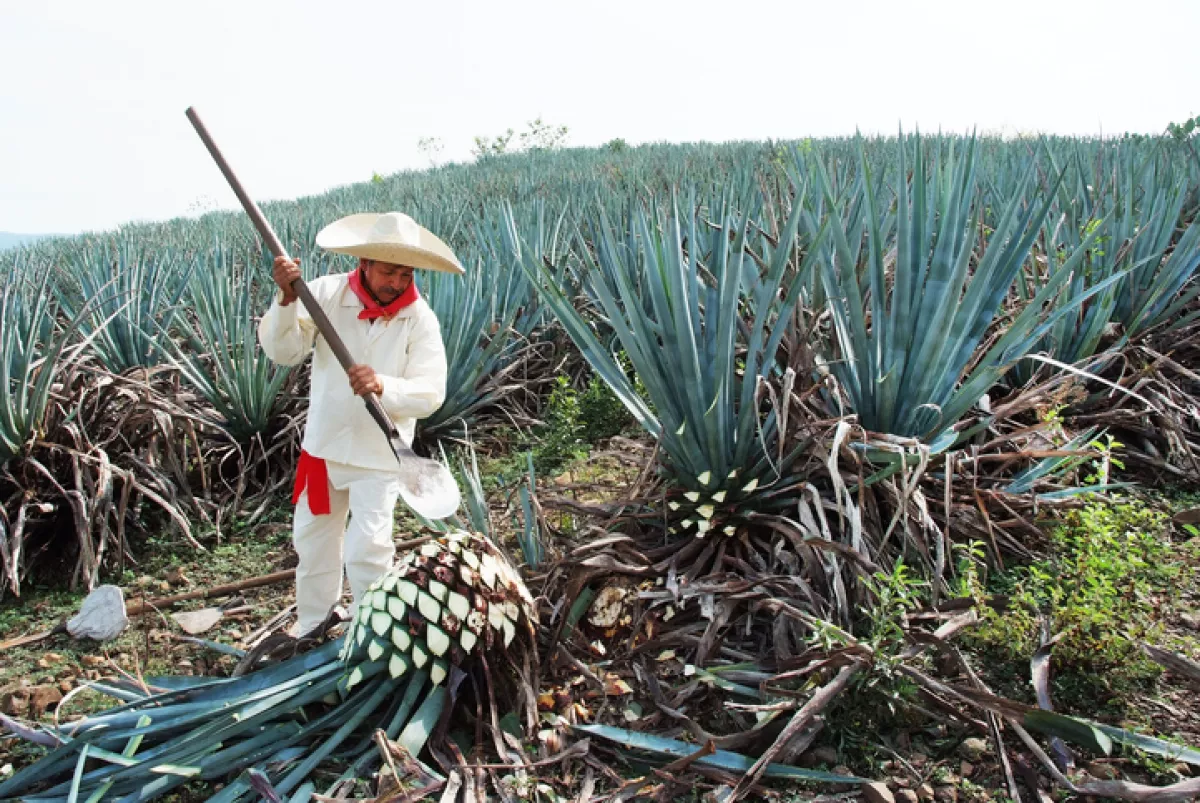 Agave tequilero