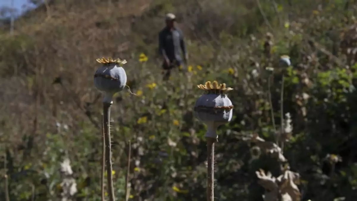 La siembra de amapola en la sierra de Guerrero, una de las causas para la disputa de bandas del crimen organizado