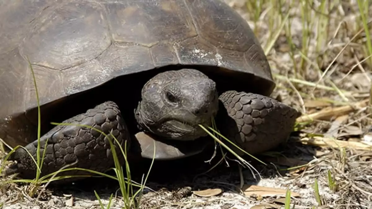 tortuga