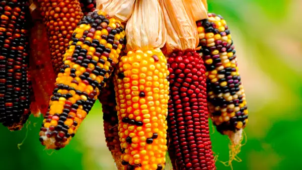 tipos-maiz-mexico.jpg
