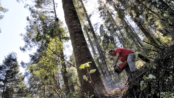 Recuperar los bosques para vivir