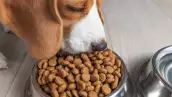 Los perros ya comen como un miembro más de la familia y eso está transformando un negocio millonario 
