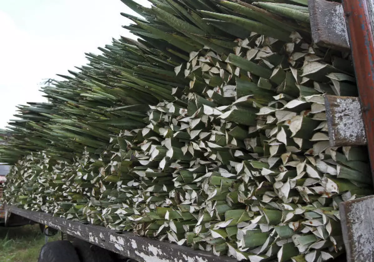 extraccion_agave_jalisco