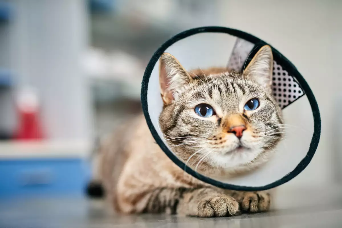 ¿Tienes gatos y perros? CDMX realiza esterilizaciones gratis y estos son los requisitos