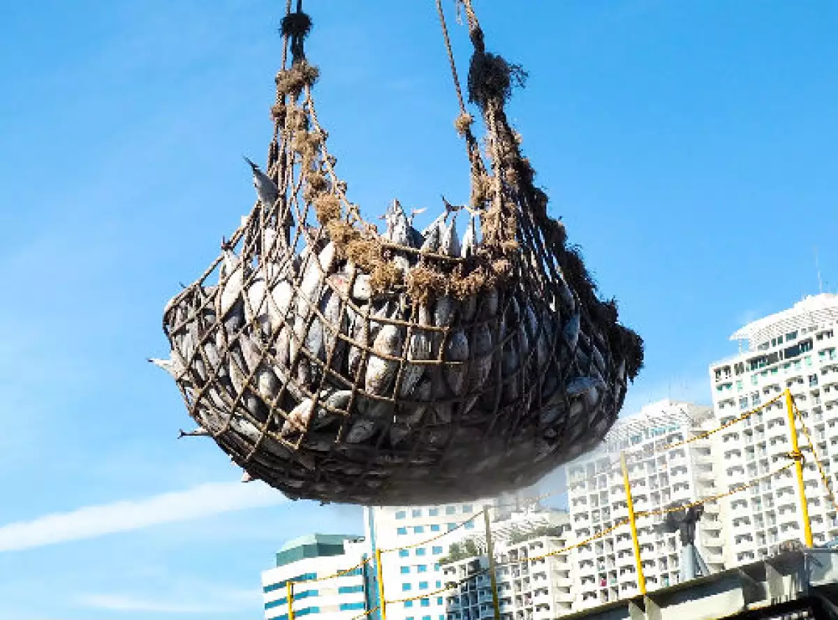 pesca del at�n
