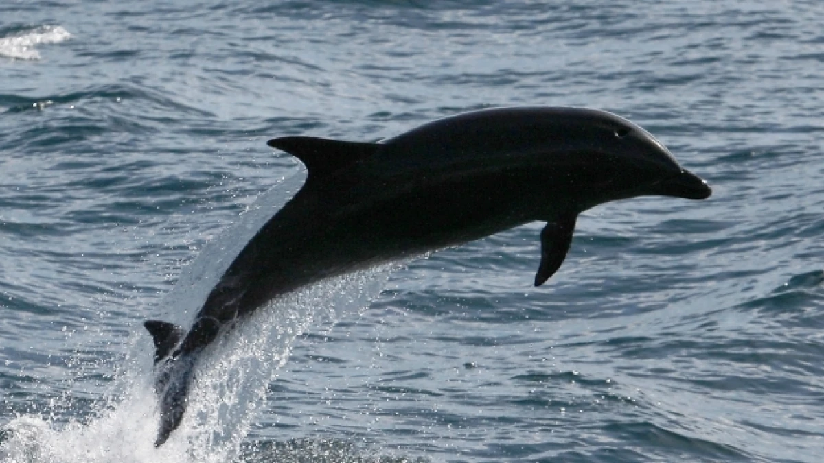 delfin