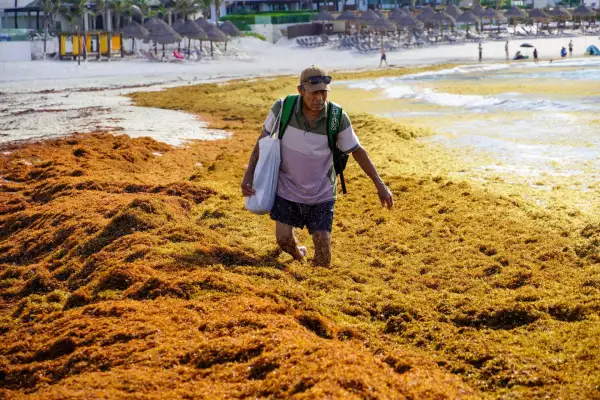 Caribe Sargazo