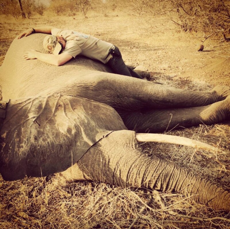 El hermano del príncipe William dejó de manifiesto que su amor por los animales no tiene fronteras, al mostrar imágenes de su rescate de rinocerontes y elefantes en Sudáfrica.
