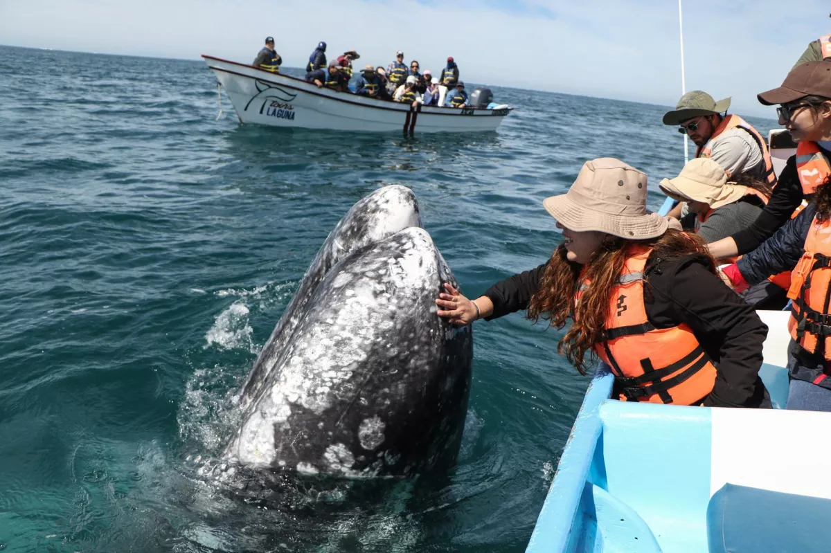 Ballena Gris