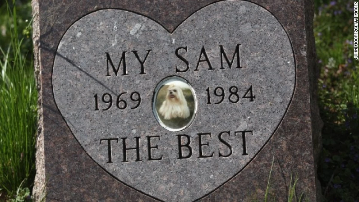 cementerio de mascotas
