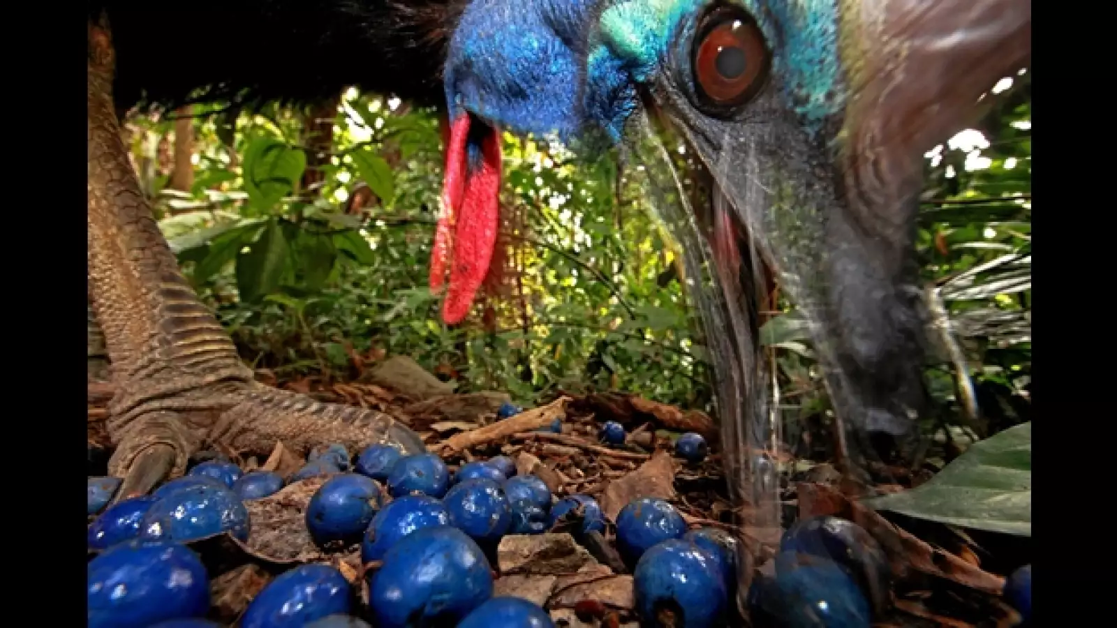 Christian Ziegler World Press Photo