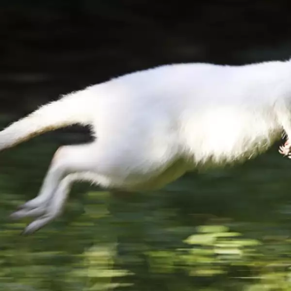 Canguro, albino, 2