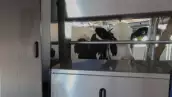 robot que ordeña vacas