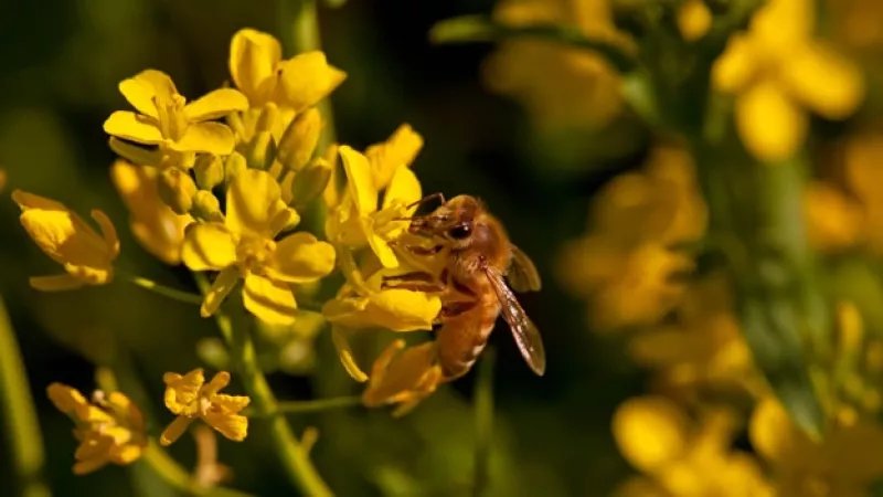 abejas
