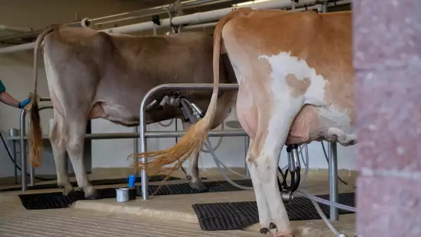 Una vaca está conectada a una máquina de ordeño durante una demostración de ordeño en la feria estatal en West Allis, Wisconsin, EE. UU., el 9 de agosto de 2024.