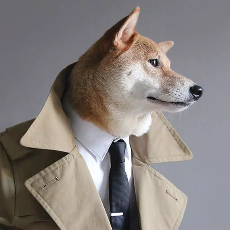 El canino neoyorquino que se ve fabuloso con cualquier atuendo para el género masculino, tras ser fenómeno viral, la mascota ahora cuenta con una guía sobre el buen vestir.