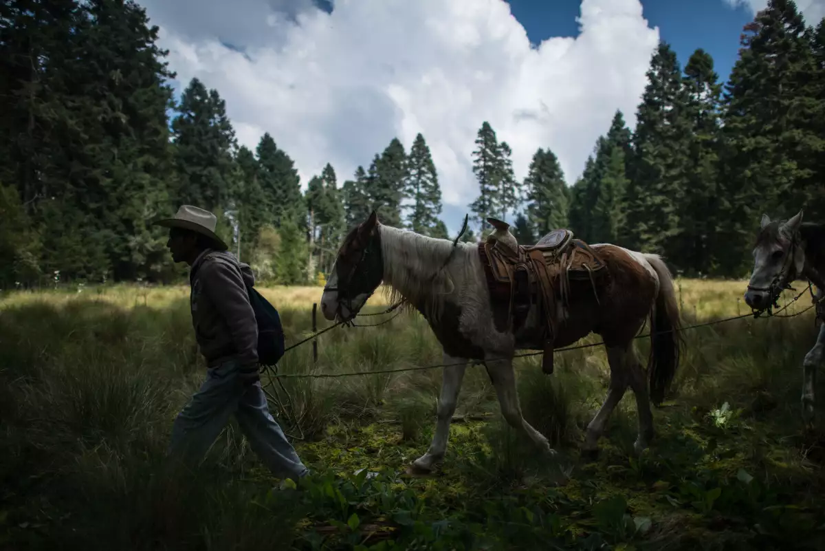 Al menos 117 áreas de bosques estarán protegidos por la Gendarmería Ambiental