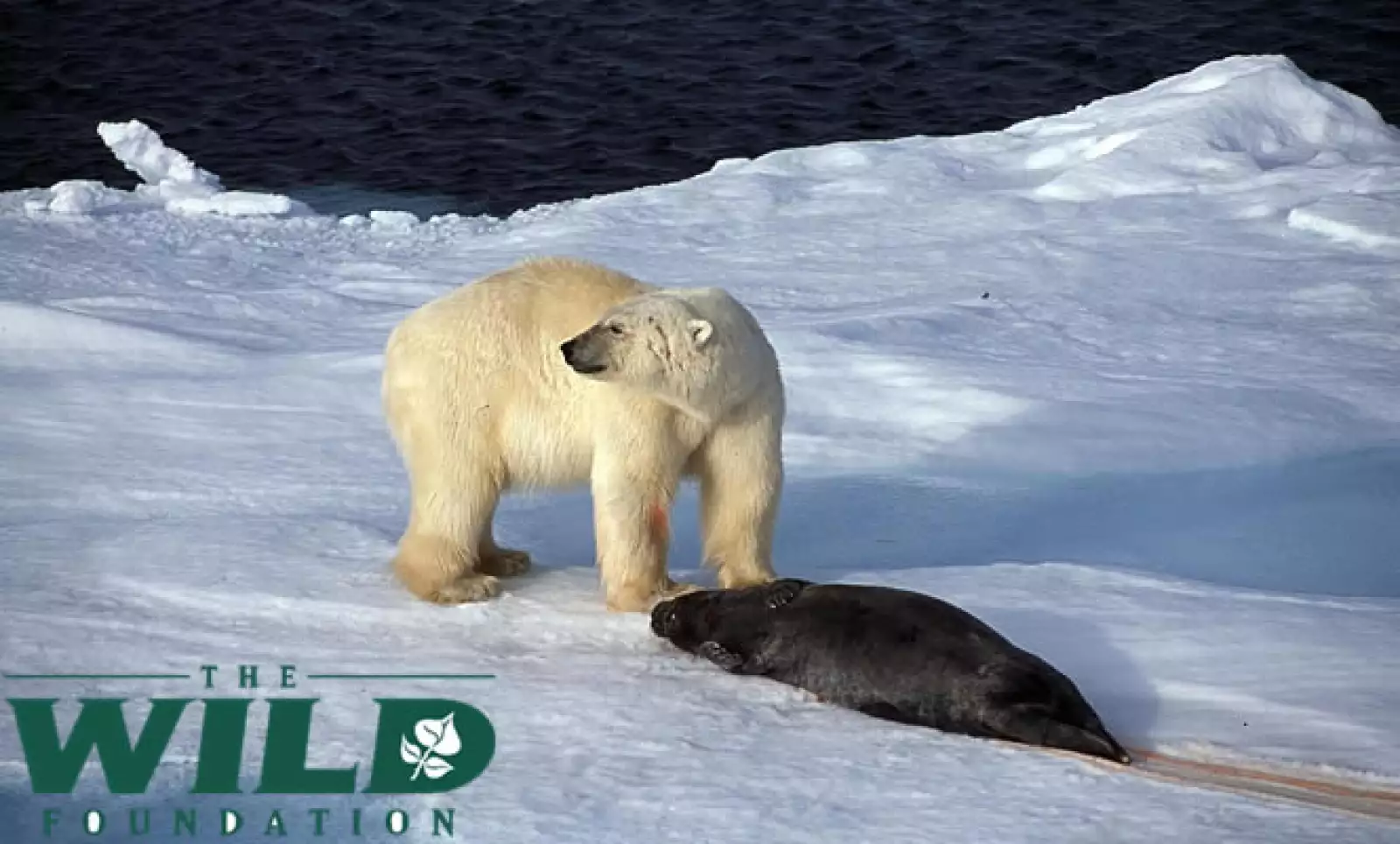 Estos temas serán discutidos en el Noveno Congreso Mundial de Tierras Silvestres en Mérida Yucatán del 6 al 13 de noviembre. Consulta www.wild9.org   En la parte superior se observa un Oso Polar, animal icónico de esta área.