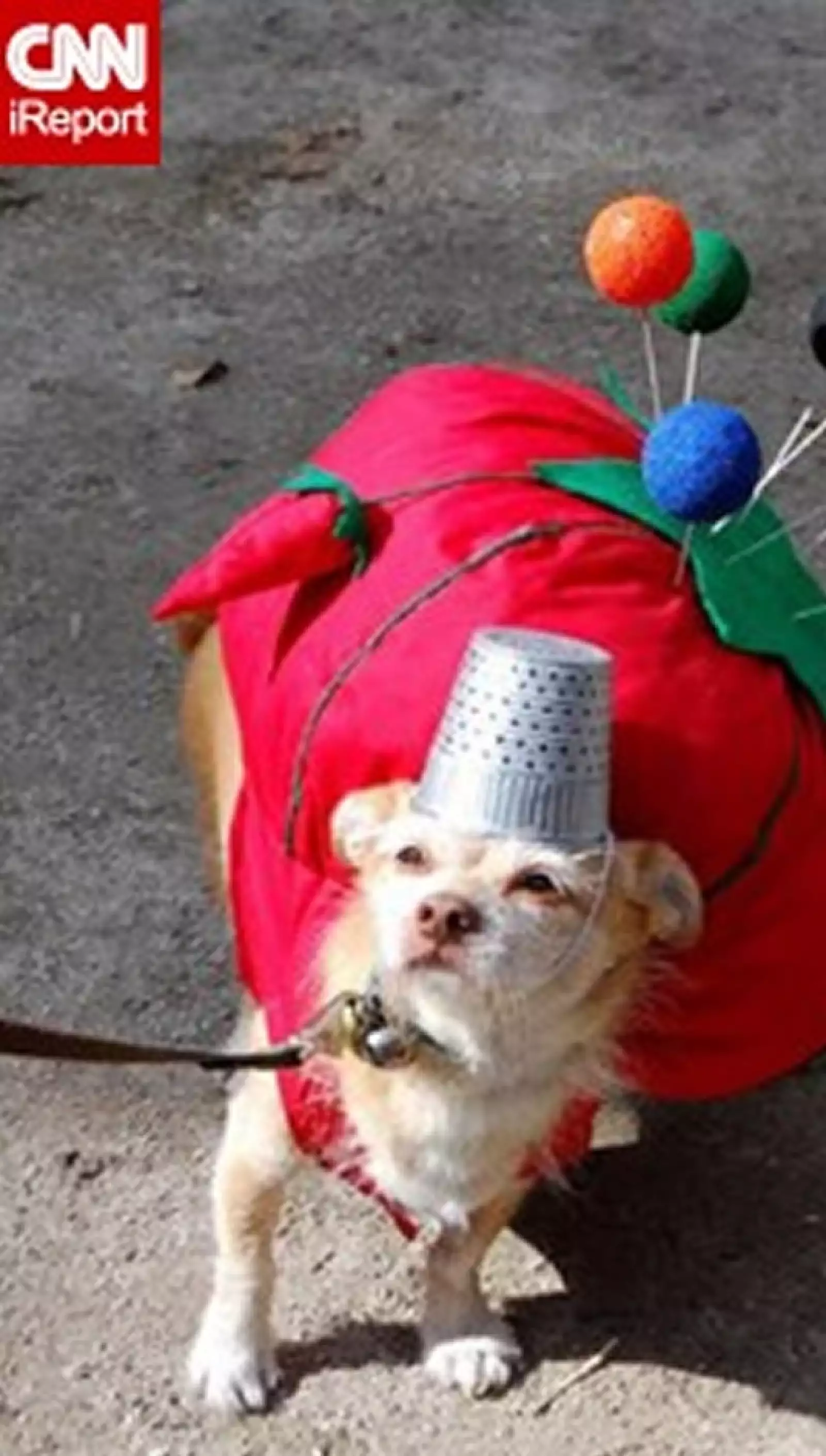 perros disfraz Halloween