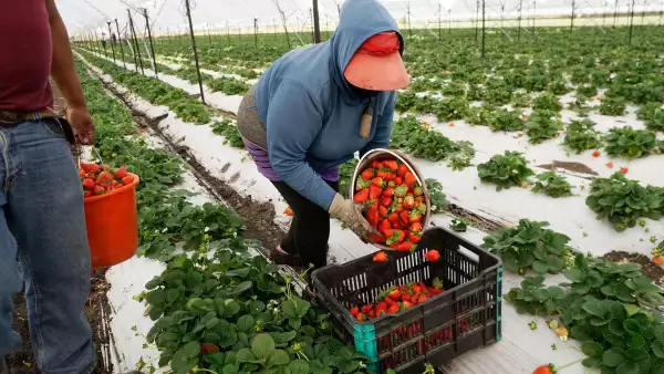 México le arrebata mercado agro a Florida mientras el resto del campo de EU defiende el T-MEC 
