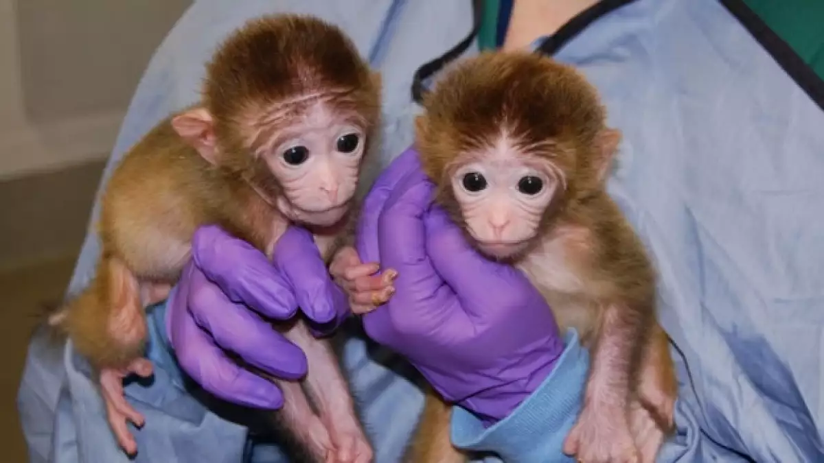 Monos quiméricos
