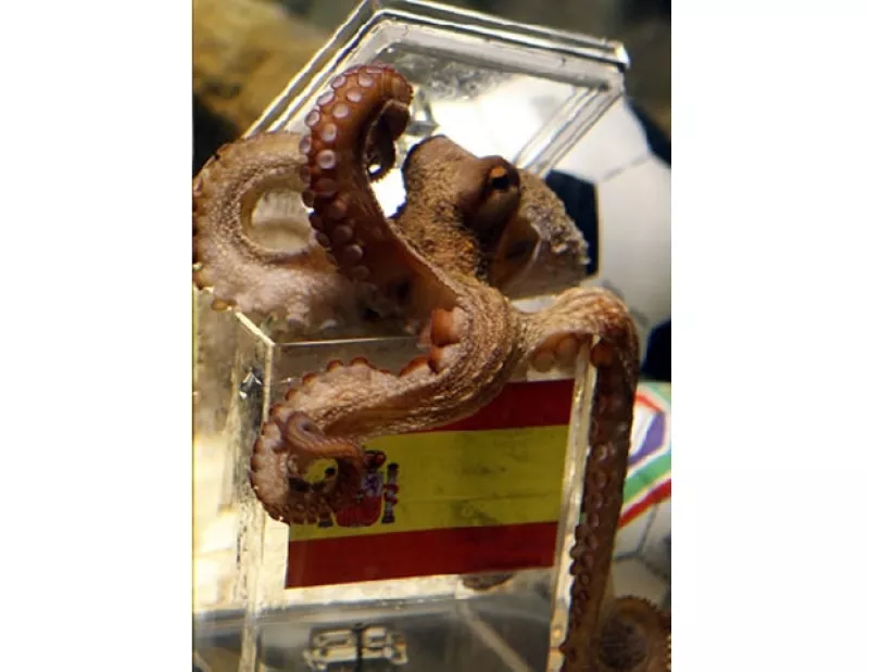 El molusco más famoso por sus aciertos en los juegos de Sudáfrica 2010 eligió al país ibérico como triunfador sobre Holanda en el Mundial y hoy su profecía se cumplió.