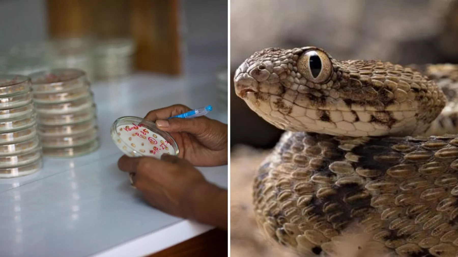 veneno serpiente contra covid.jpg