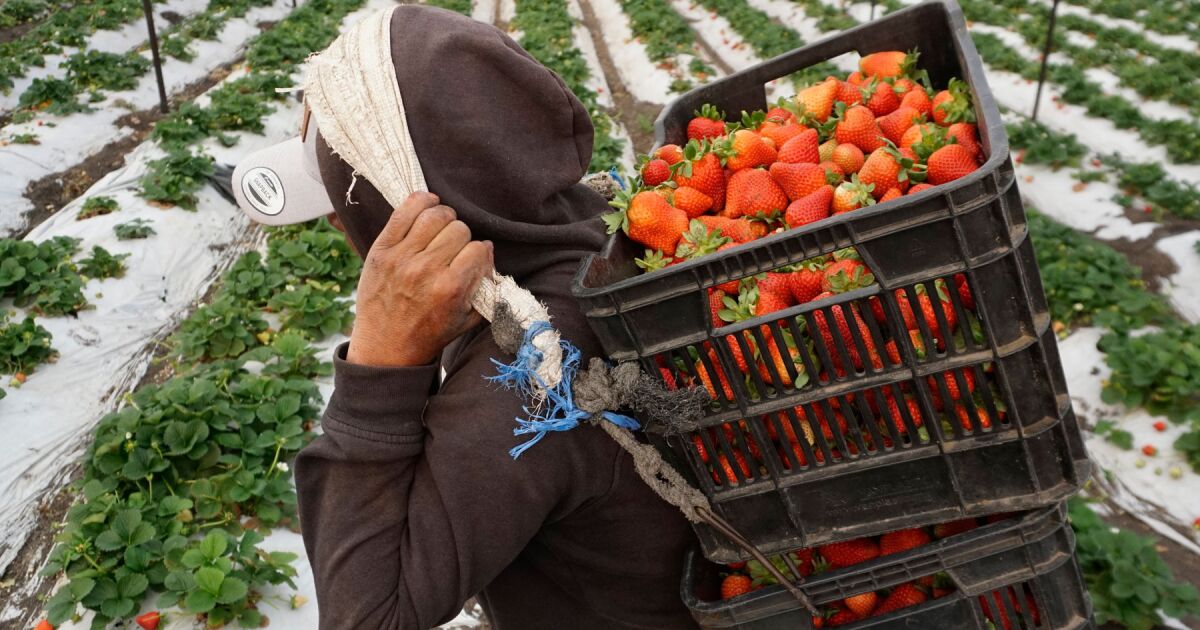 EU GOLPEA FRESA MEXICANA CON ARANCEL PRELIMINAR