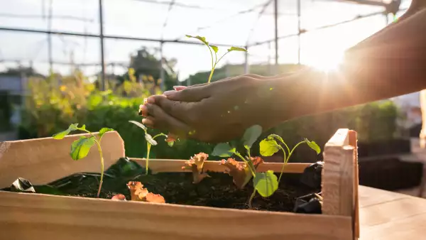 Pasos para hacer un huerto en casa
