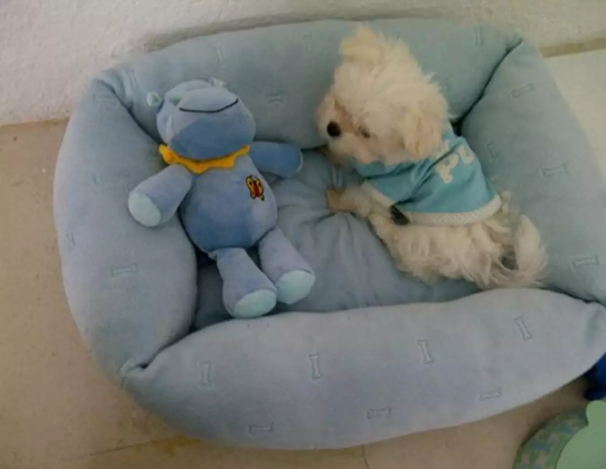 La cantante pidió a sus fans que le ayudaran a pensar en el nombre de su nueva mascota.