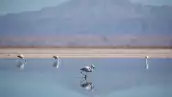 Flamencos permaneces en la Laguna Chaxa en el Salat de Atacama en San Pedro de Atacama, Chile. 