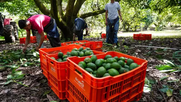 Producción Aguacate