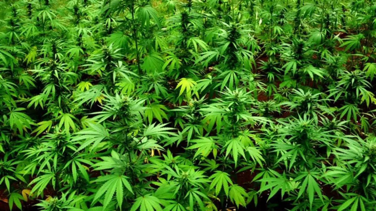consumo marihuana washington D.C.