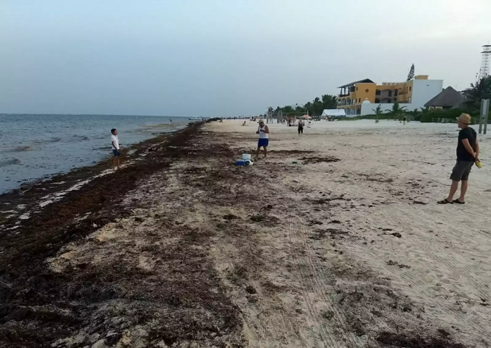 acumulaci�n de sargazo 3