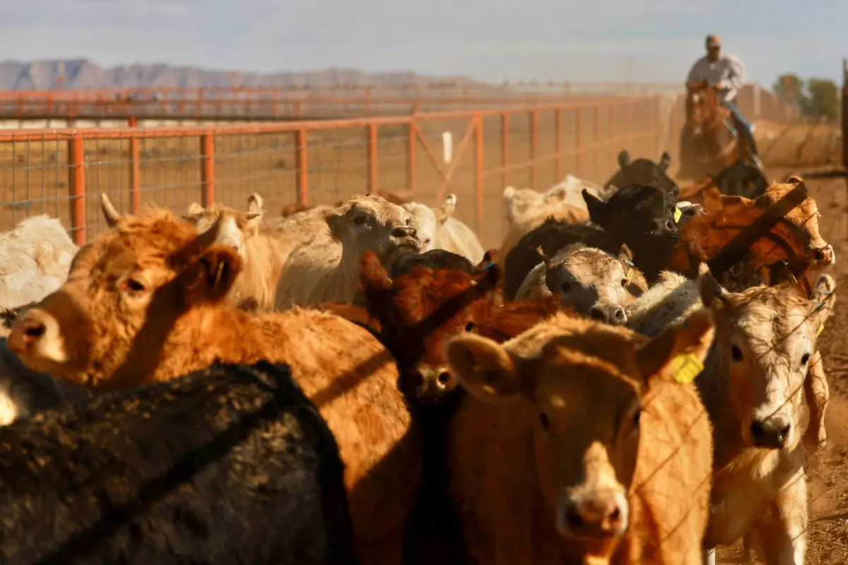 Gusano barrenador pone en jaque a productores de carne en México; condenan cierre de frontera