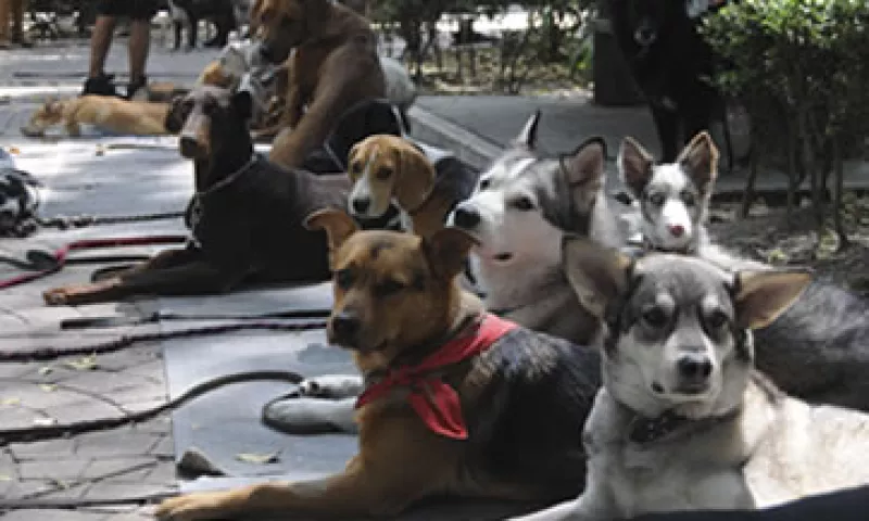 Muchos propietarios de perros refieren que sus mascotas son muy sensibles a los estados de ánimo. (Foto: Cuartoscuro)