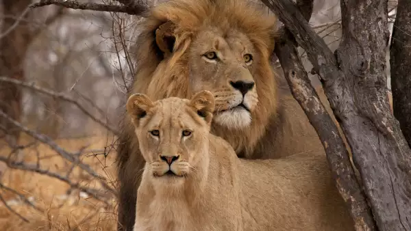 leones