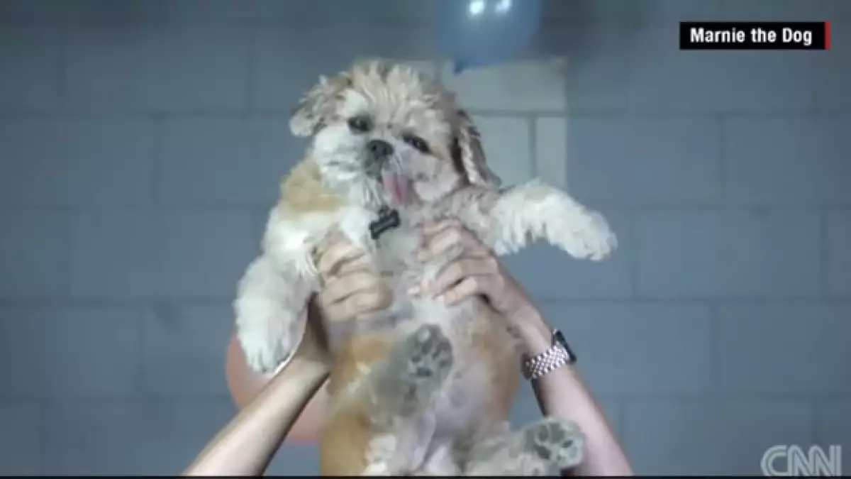 marnie the dog