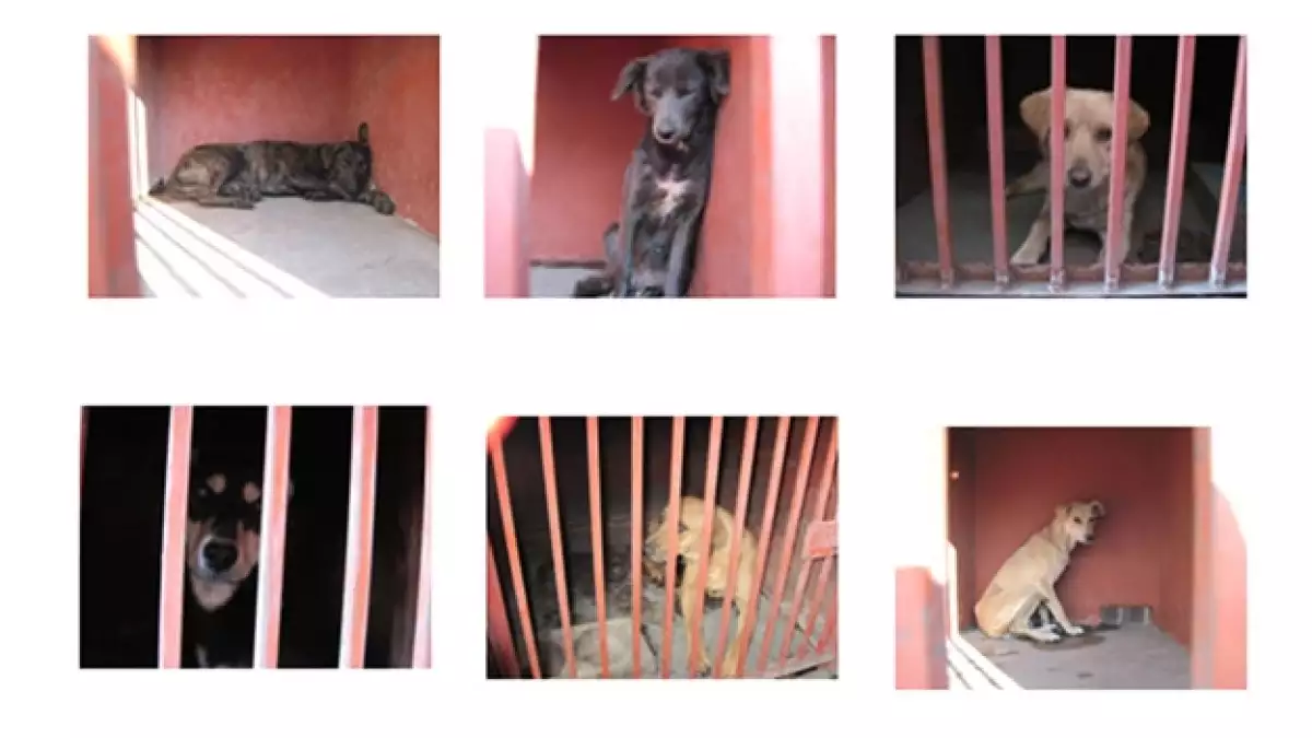 perros_iztapalapa