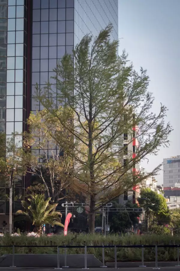 ahuehuete reforma 