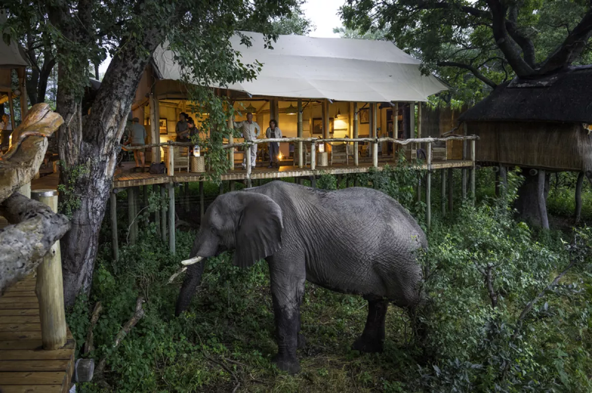 Foto de un campamento en la Isla de Hunda en el Delta del Okavango con un elefante africano en libertad visitando a los turistas.