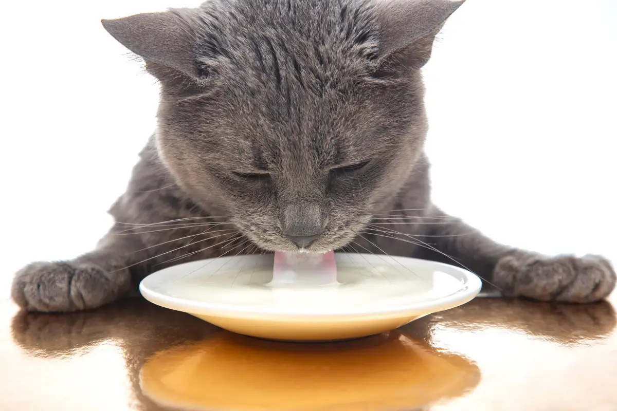 gatos-pueden-tomar-leche
