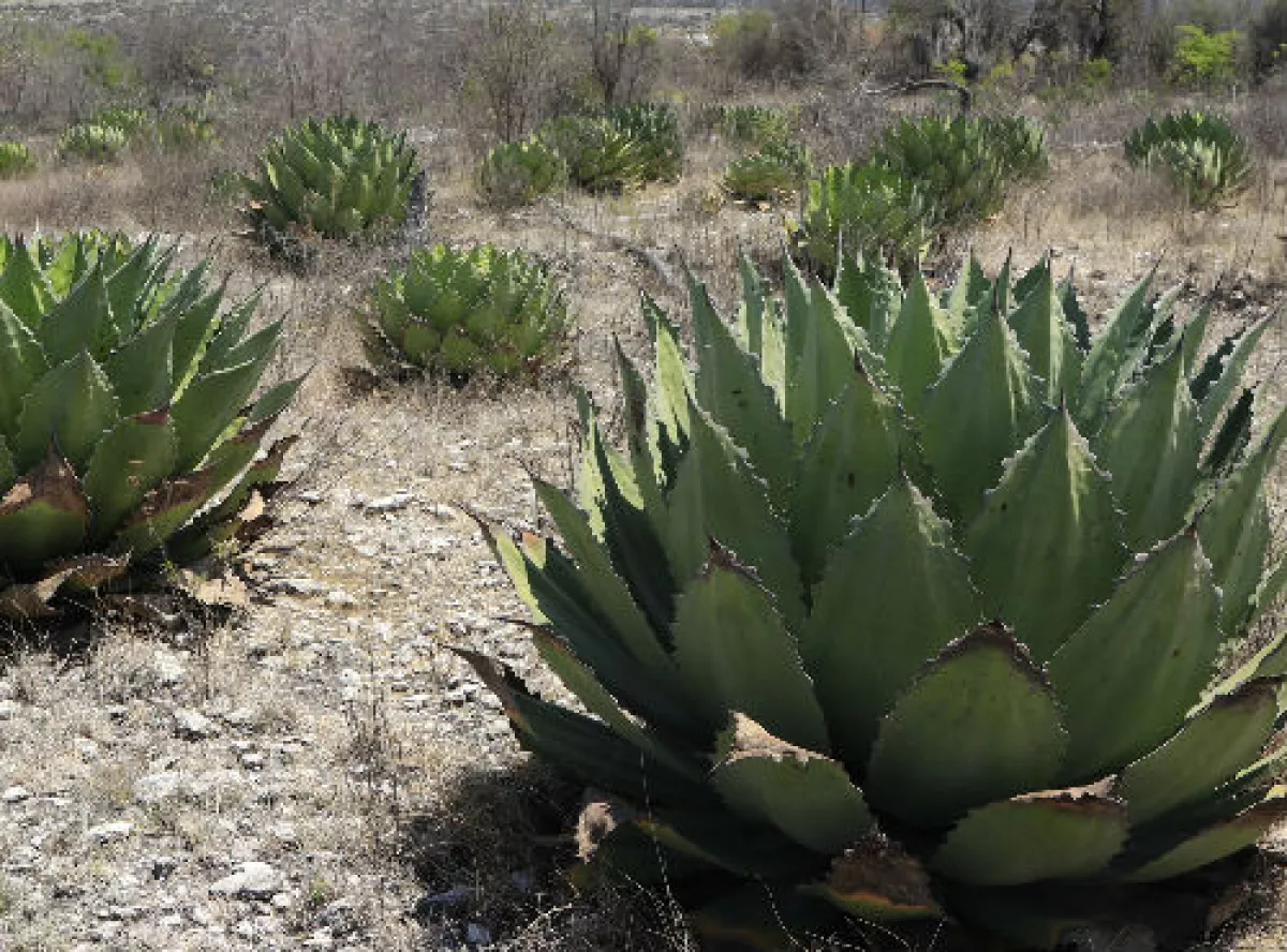 maguey mezcalero