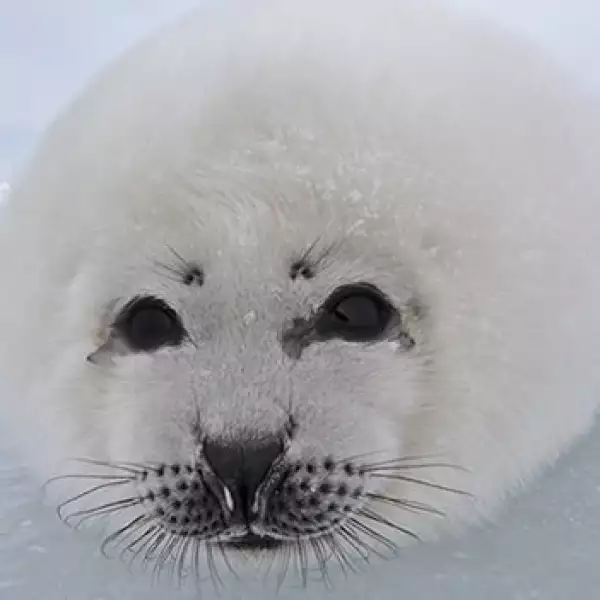 foca