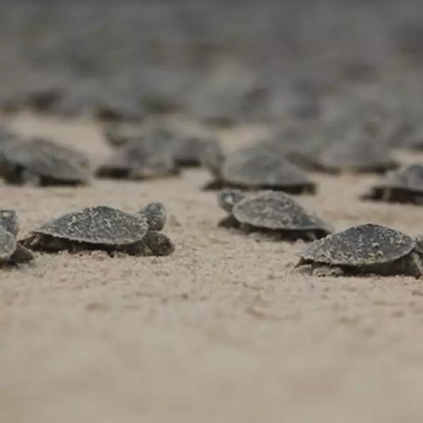 liberacion de tortugas