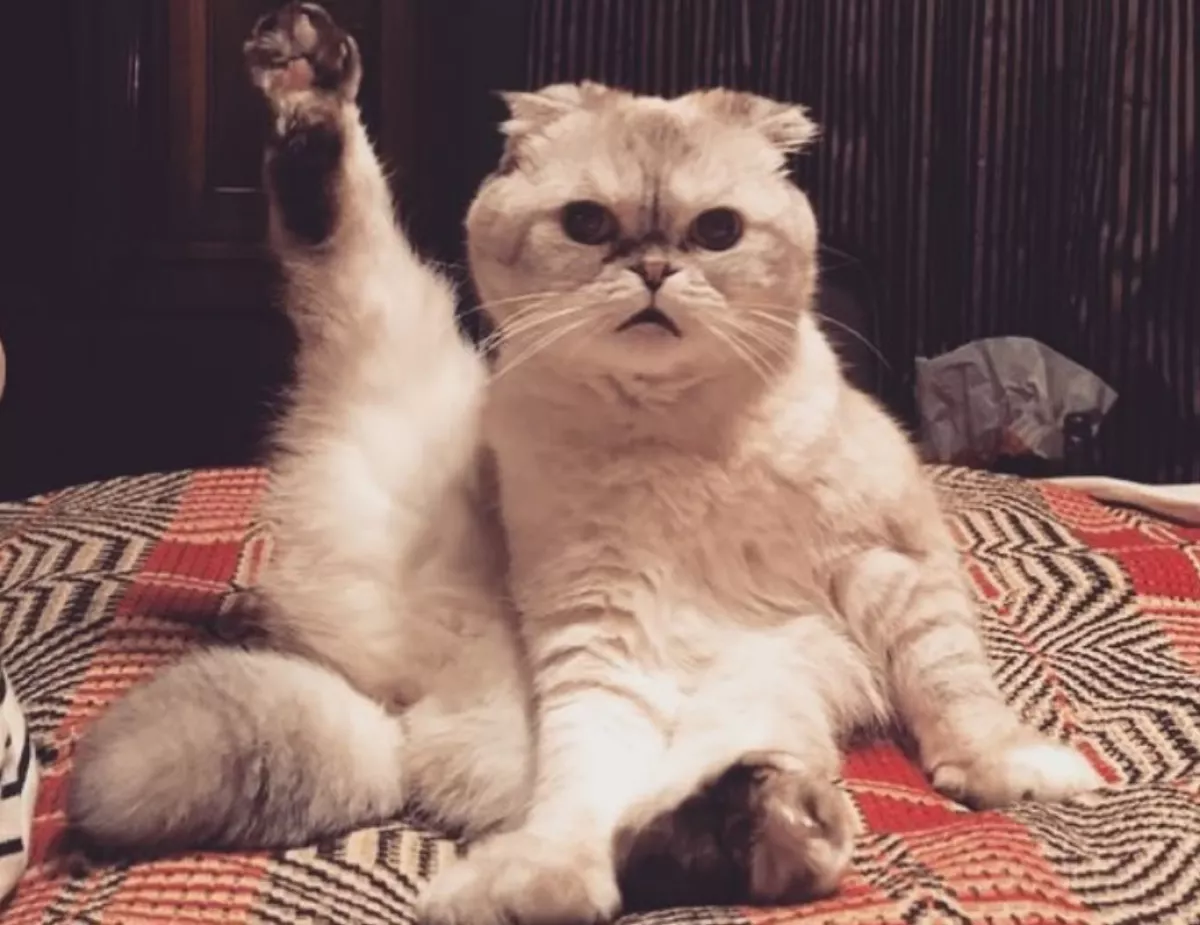 olivia benson taylor swift.JPG
