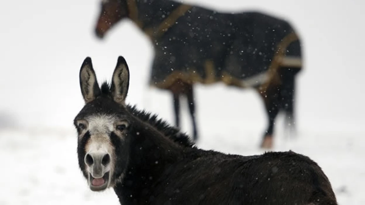 burro y caballo en tormenta de nieve