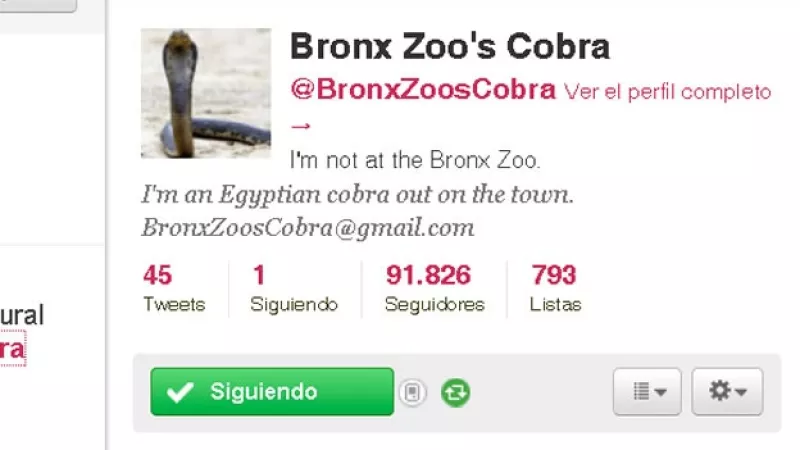 Cuenta de Twitter sobre una cobra